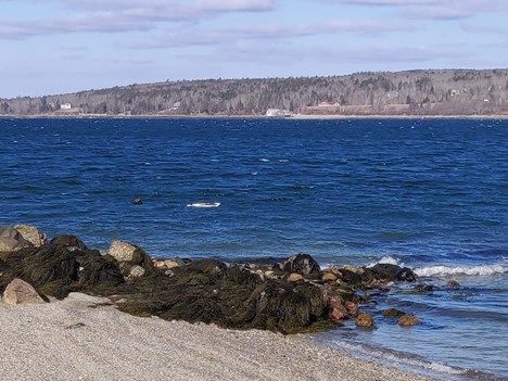 You can see the Sargentville wharf across the Reach when standing next to this remnant of the Deer Isle ferry landing.