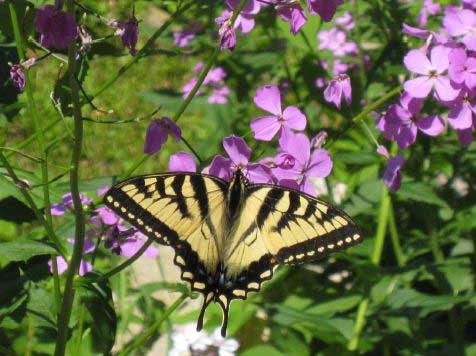 An Eastern Tiger Swallowtail butterfly on Phlox in a Sargentville garden 