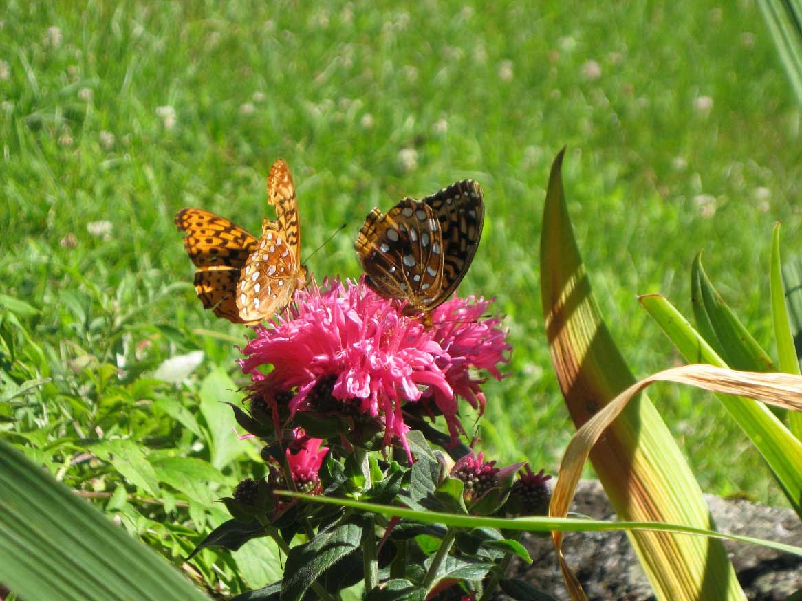 Summer butterfly visitors