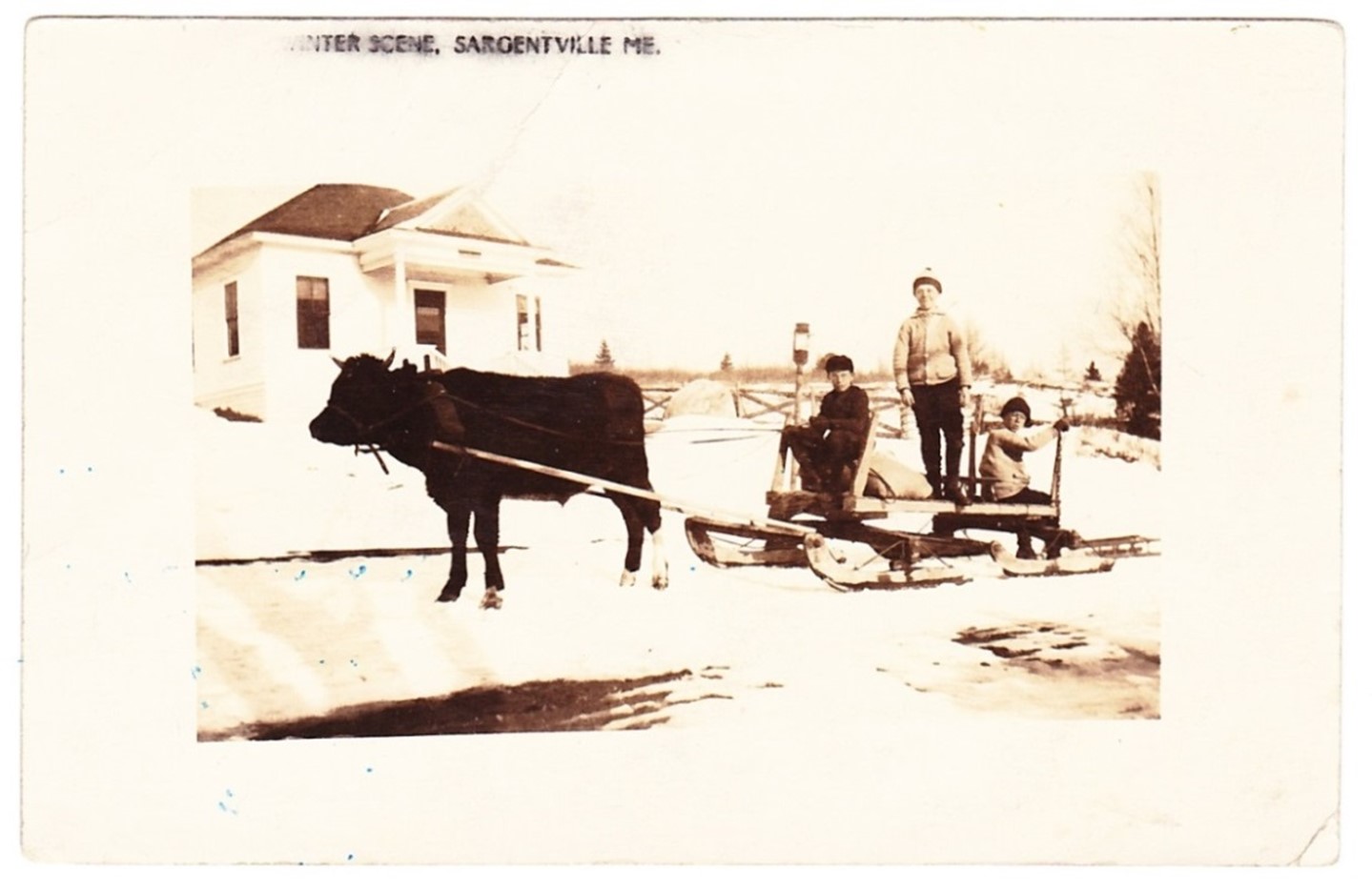 Photo from a post card dated 1914. Note the cape racer being pulled behind the sled.