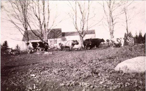The Edward Payson and Lois Roberts Cole Home. Another early photo of the front of the Cole home with a team of oxen pulling a road grader on the “highway”.  