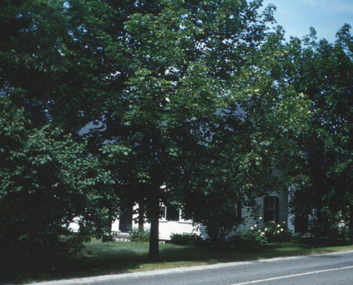 A 1960s view of the Francis Billings home.