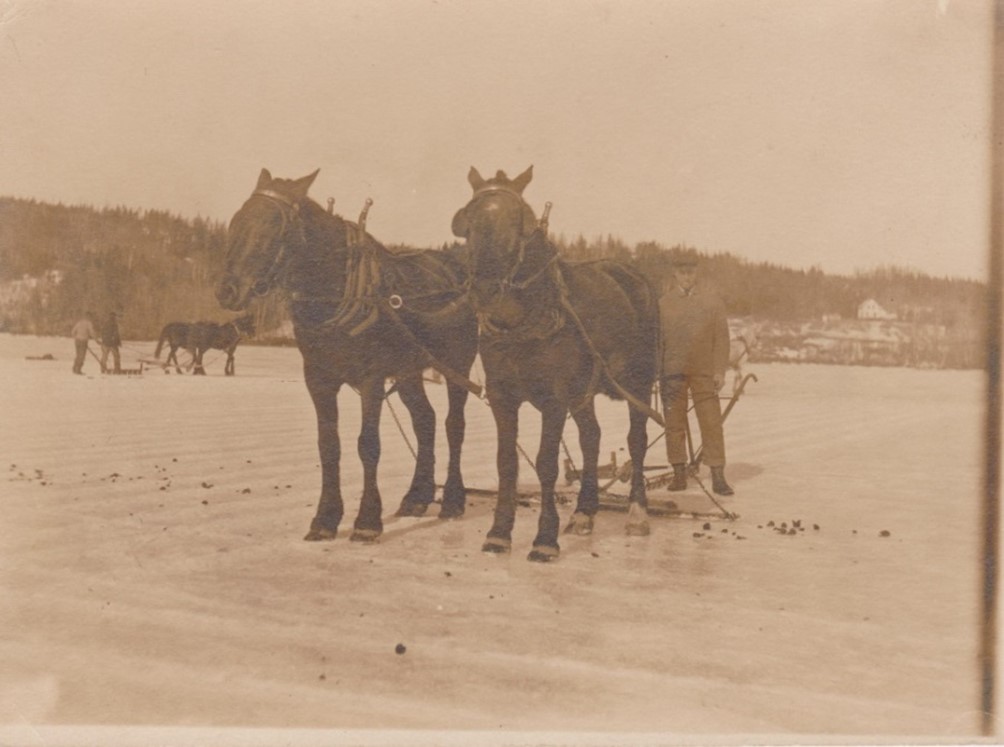 Horse drawn plows cut grooves that marked where the ice was to be cut.  The ice company claimed that this ice was possibly the best in the world as it came “from a magnificent spring-water lake, about three miles long and about ¾ of a mile wide, situated two thousand feet from tide water at Eggemoggin Reach where a fine harbor is found.”