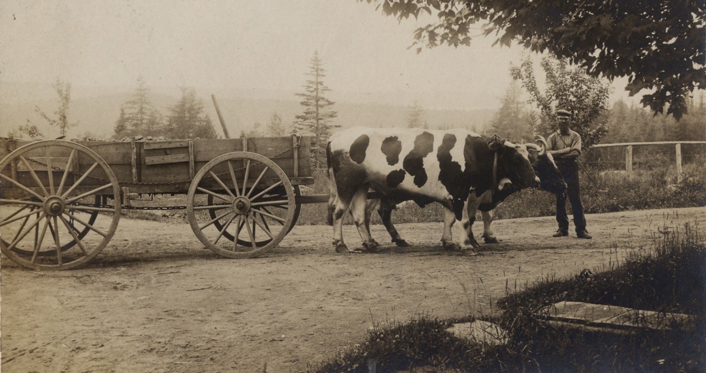 George Jordan and his oxen were frequently hired for heavy moves. This photo is dated 1915.
