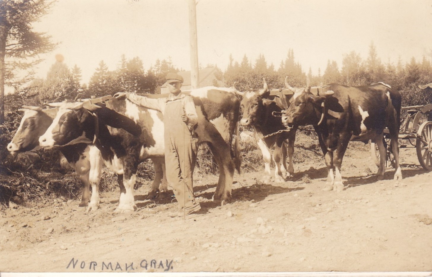 Norm Gray with one of teams that pulled a “road machine” on the dirt roads of the day