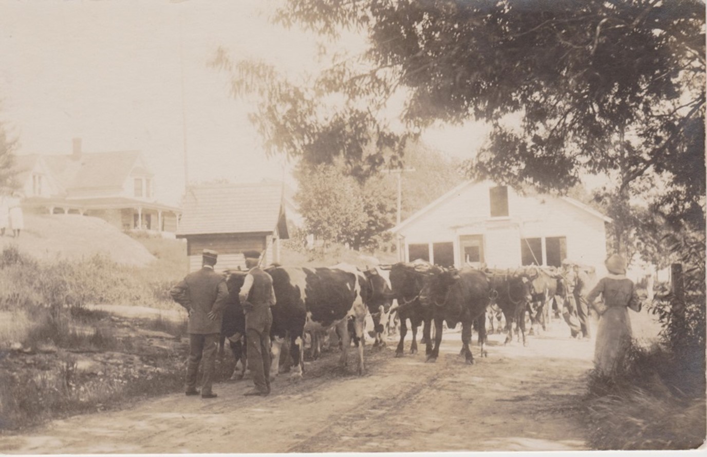 Another view of the oxen moving the building past Rock Hill with the well house next to the road. Rock Hill house, now the Starkey home, is in the left corner of the picture.
