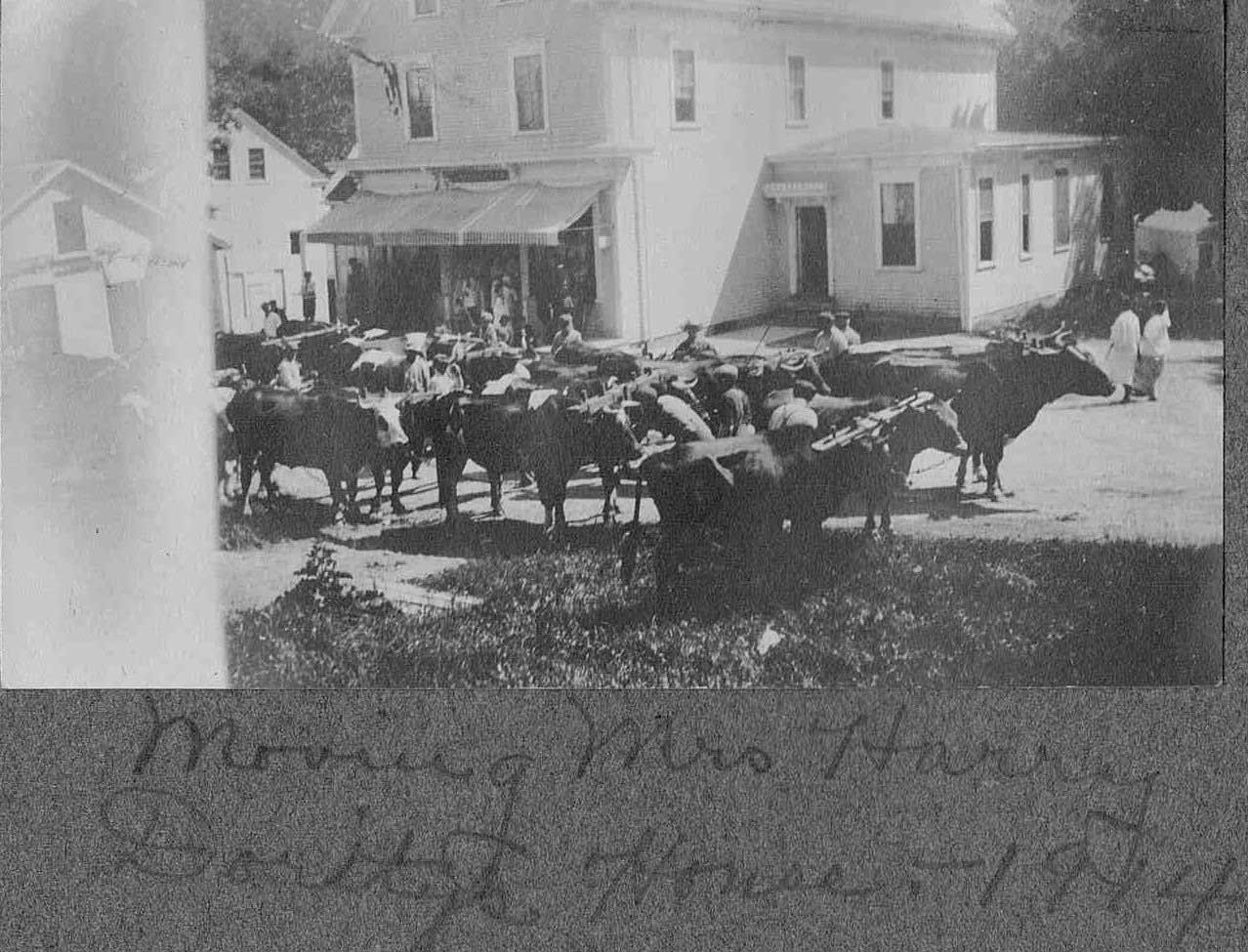 Oxen moving Mrs Harry Dority's House - 1914